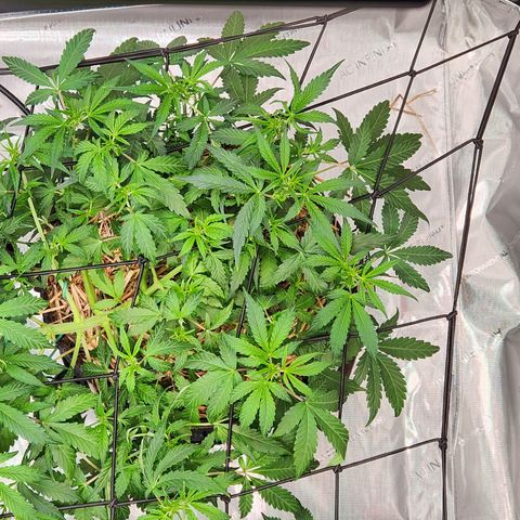 Beary white x walter white by mephisto  growlog timeline photo