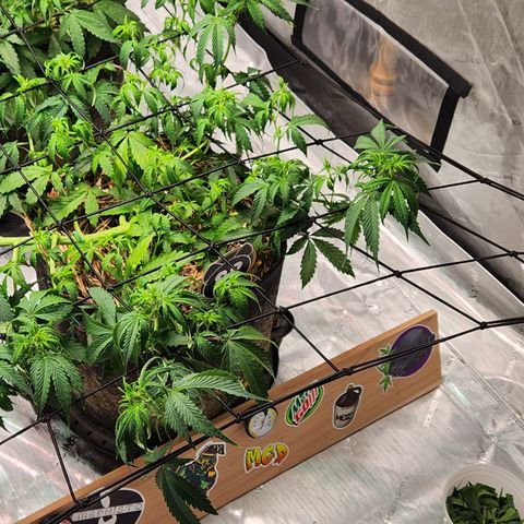 Manbearalienpig by mephisto  growlog timeline photo