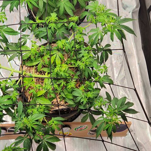 Manbearalienpig by mephisto  growlog timeline photo