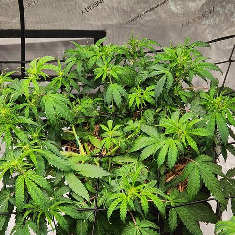 Beary white x walter white by mephisto  growlog timeline photo