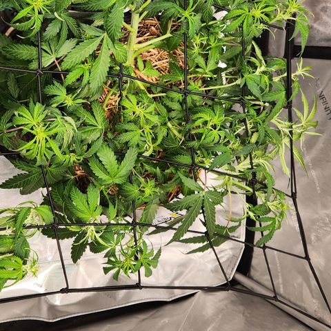 Beary white x walter white by mephisto  growlog timeline photo