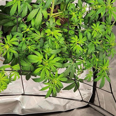 Beary white x walter white by mephisto  growlog timeline photo