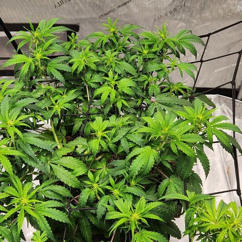 Beary white x walter white by mephisto  growlog timeline photo