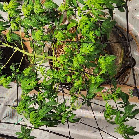 Manbearalienpig by mephisto  growlog photo: Can't figure out drooping issue still... Soil seems dry yet symptoms are at time of watering. Trimmed off some bad leaves to monitor if yellowing is on going. Holding off on water for time being. 