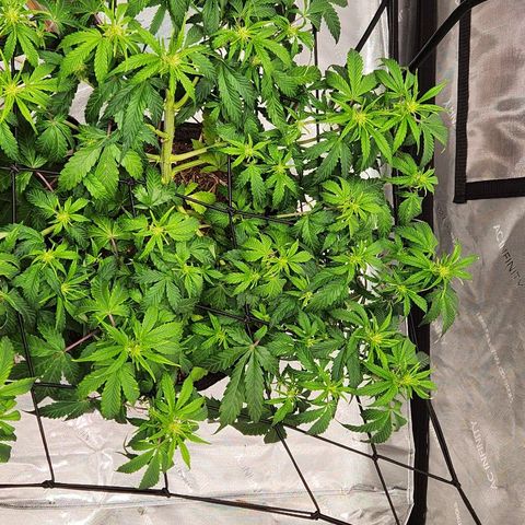 Beary white x walter white by mephisto  growlog timeline photo