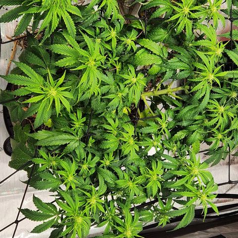 Beary white x walter white by mephisto  growlog timeline photo