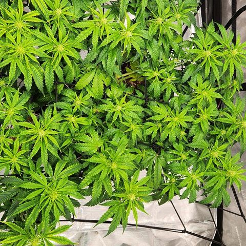 Beary white x walter white by mephisto  growlog timeline photo