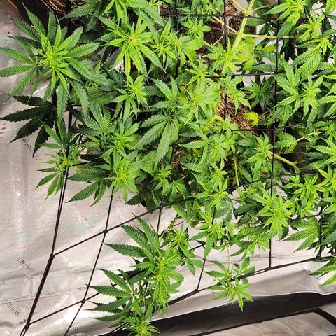 Manbearalienpig by mephisto  growlog timeline photo
