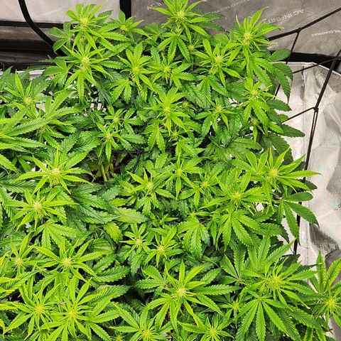 Beary white x walter white by mephisto  growlog timeline photo