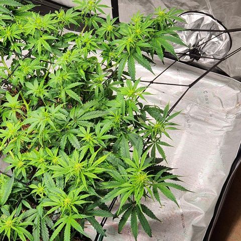 Manbearalienpig by mephisto  growlog timeline photo
