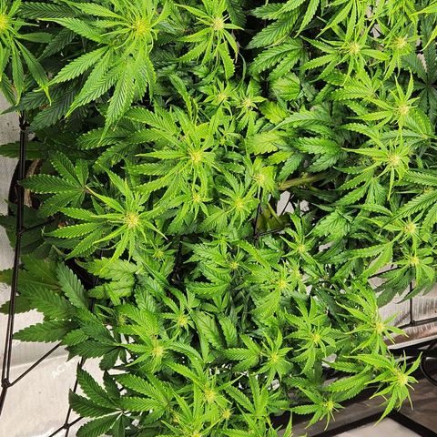 Beary white x walter white by mephisto  growlog timeline photo