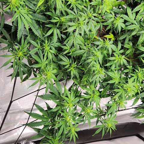 Manbearalienpig by mephisto  growlog timeline photo