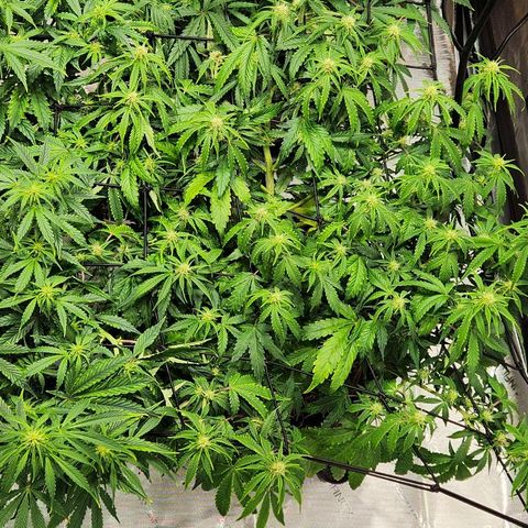 Beary white x walter white by mephisto  growlog timeline photo