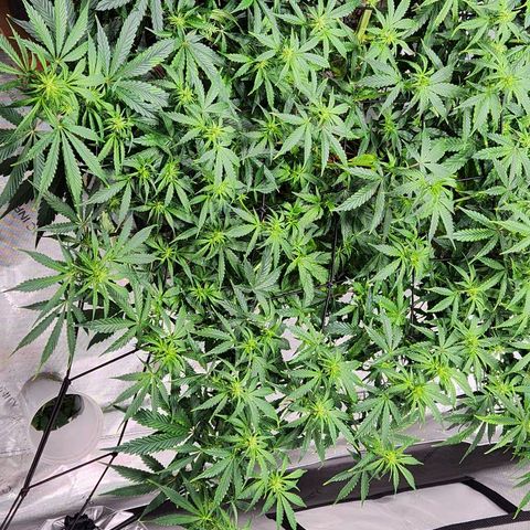 Manbearalienpig by mephisto  growlog timeline photo