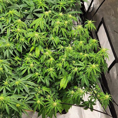 Beary white x walter white by mephisto  growlog timeline photo