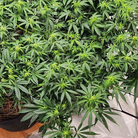 Manbearalienpig by mephisto  growlog timeline photo