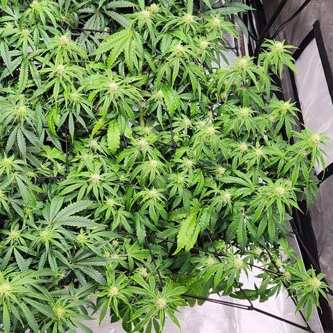 Beary white x walter white by mephisto  growlog timeline photo