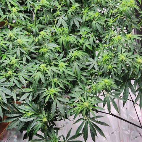Manbearalienpig by mephisto  growlog timeline photo