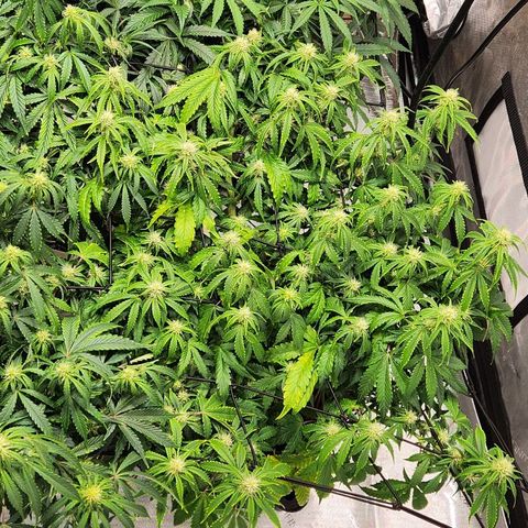 Beary white x walter white by mephisto  growlog timeline photo