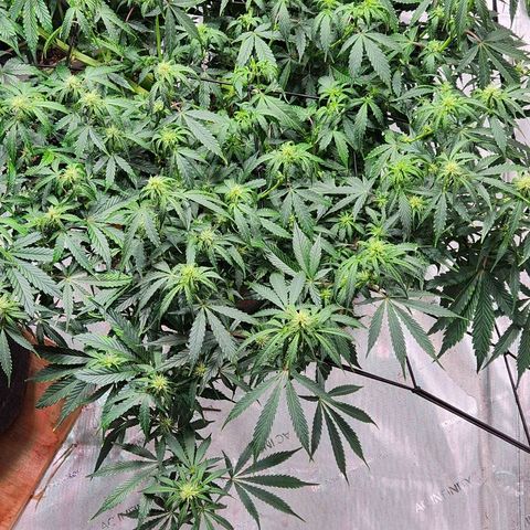 Manbearalienpig by mephisto  growlog timeline photo