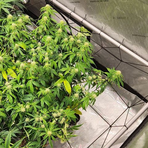 Beary white x walter white by mephisto  growlog timeline photo