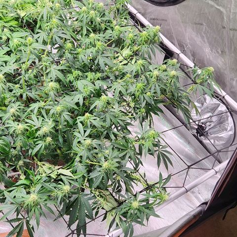 Manbearalienpig by mephisto  growlog timeline photo