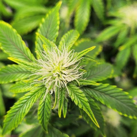 Beary white x walter white by mephisto  growlog timeline photo