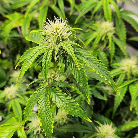 Beary white x walter white by mephisto  growlog timeline photo