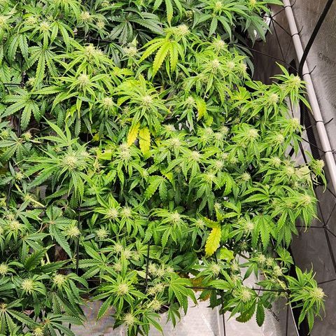 Beary white x walter white by mephisto  growlog timeline photo