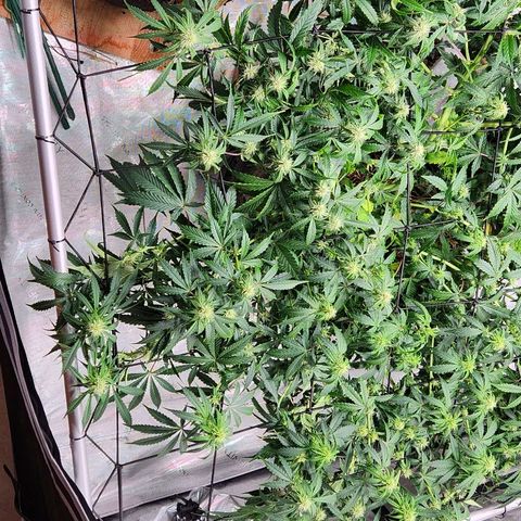 Manbearalienpig by mephisto  growlog timeline photo