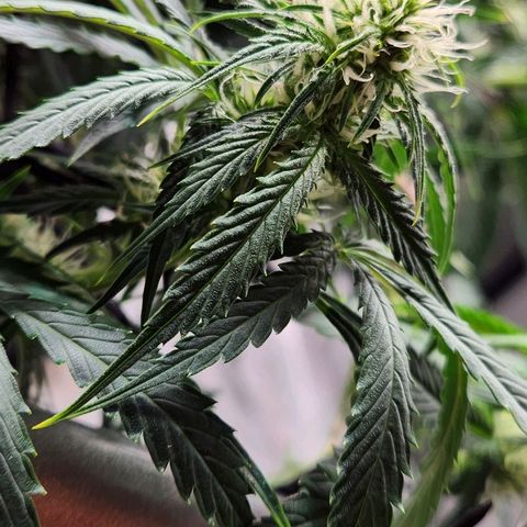 Manbearalienpig by mephisto  growlog timeline photo