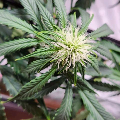 Manbearalienpig by mephisto  growlog timeline photo