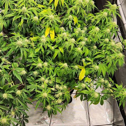 Beary white x walter white by mephisto  growlog timeline photo