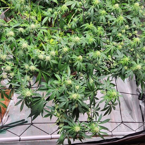 Manbearalienpig by mephisto  growlog timeline photo