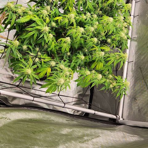 Beary white x walter white by mephisto  growlog timeline photo