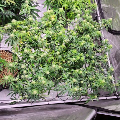 Manbearalienpig by mephisto  growlog timeline photo