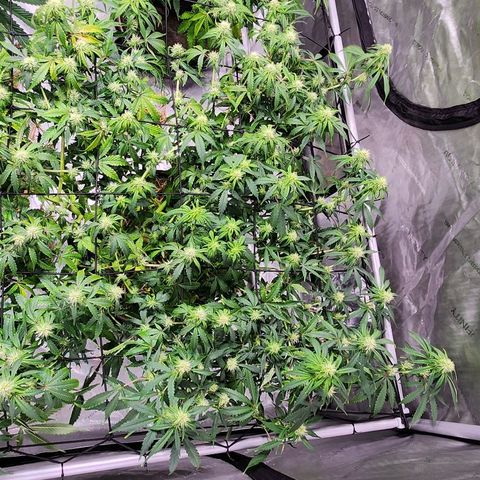 Manbearalienpig by mephisto  growlog timeline photo
