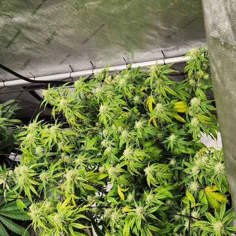 Beary white x walter white by mephisto  growlog timeline photo