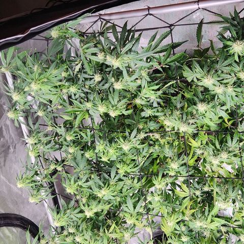 Manbearalienpig by mephisto  growlog timeline photo
