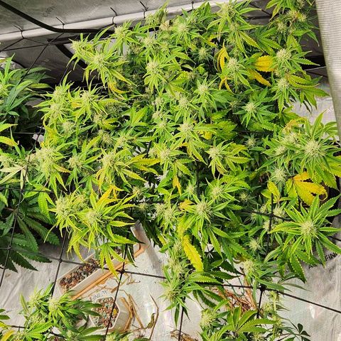 Beary white x walter white by mephisto  growlog timeline photo