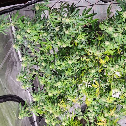 Manbearalienpig by mephisto  growlog timeline photo
