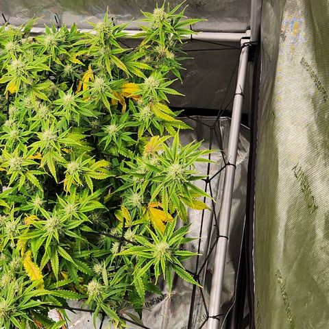 Beary white x walter white by mephisto  growlog timeline photo