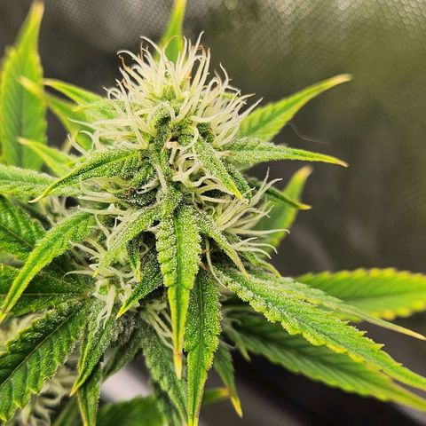 Beary white x walter white by mephisto  growlog timeline photo