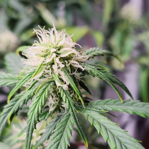 Manbearalienpig by mephisto  growlog timeline photo