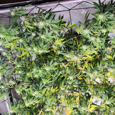 Manbearalienpig by mephisto  growlog timeline photo