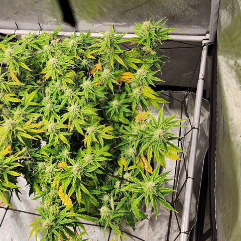 Beary white x walter white by mephisto  growlog timeline photo