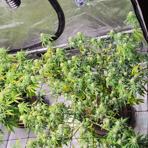 Manbearalienpig by mephisto  growlog timeline photo