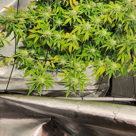 Beary white x walter white by mephisto  growlog timeline photo