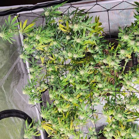 Manbearalienpig by mephisto  growlog timeline photo