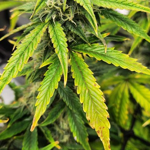 Beary white x walter white by mephisto  growlog timeline photo